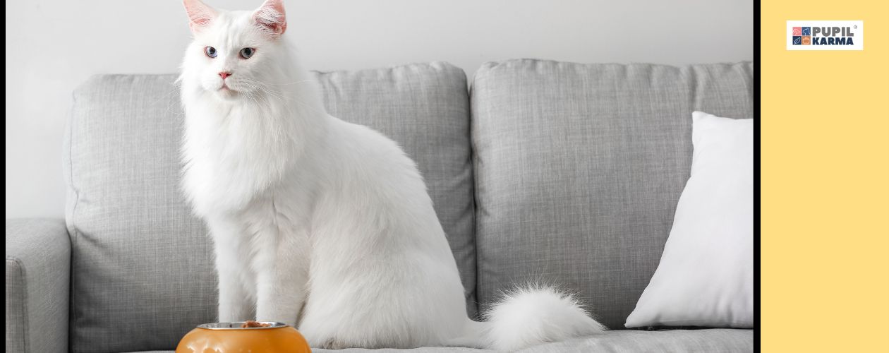 Koty z dużym apetytem. Biały Maine Coon na szarej sofie. Przed kotem pomarańczowa miska z karmą. Po prawej żółty pas i logo pupilkarma.